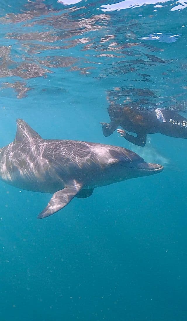 Una ripresa subacquea di un delfino che nuota accanto a una persona che fa snorkeling in muta in acqua blu trasparente.