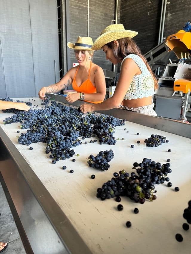 Dos mujeres de un viaje en grupo de WeRoad con sombreros de paja seleccionan uvas frescas oscuras en una larga mesa de clasificación dentro de una bodega.
