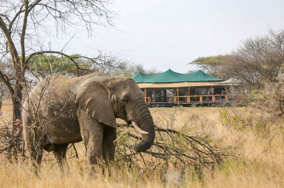 Un éléphant se dresse dans l'herbe sèche de la savane, avec un grand lodge de safari en arrière-plan.