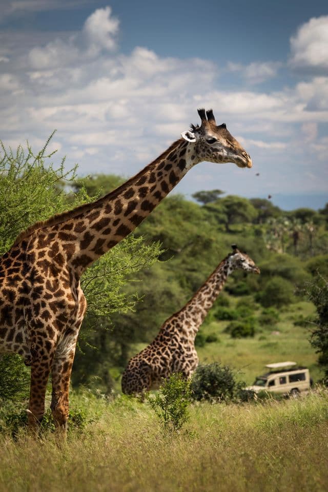 Zwei Giraffen stehen in einer grünen Savanne mit einem Safari-Fahrzeug im Hintergrund unter einem teils bewölkten Himmel.