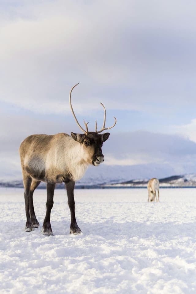 Un reno de grandes astas se encuentra en la nieve, con otro reno y montañas al fondo.