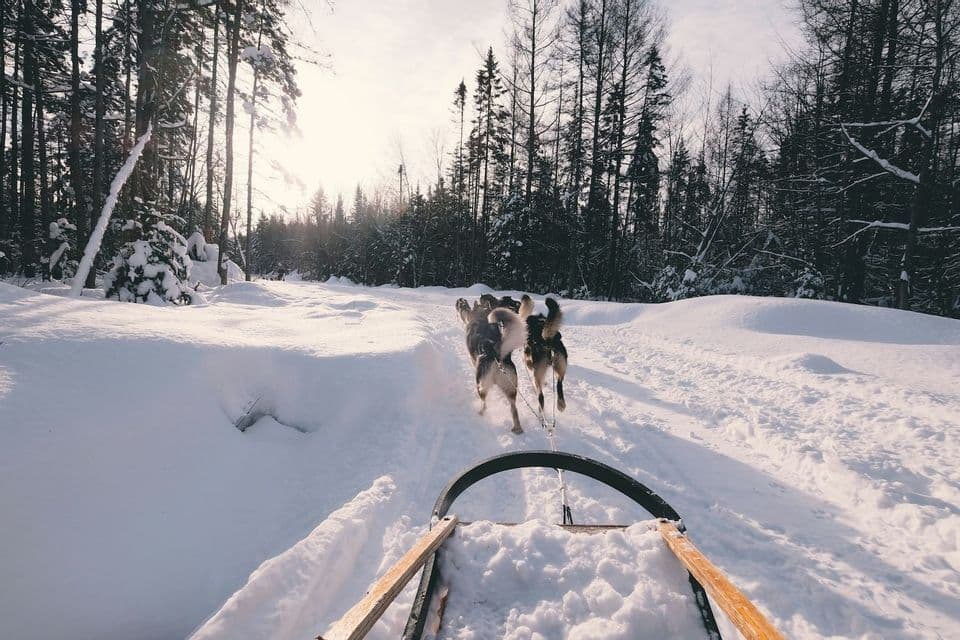 Ich-Perspektive: Eine Schlittenfahrt mit Hunden durch einen schneebedeckten Waldweg.