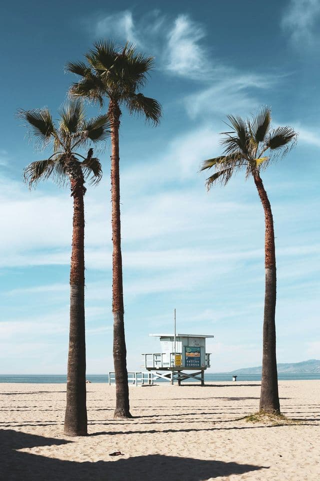 Tre alte palme si ergono su una spiaggia sabbiosa, con una torre di salvataggio bianca e l'oceano sullo sfondo sotto un cielo blu.