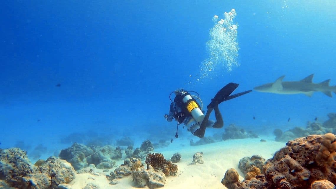 A scuba diver swims near a shark in deep blue water, above a sandy ocean floor with coral reefs.