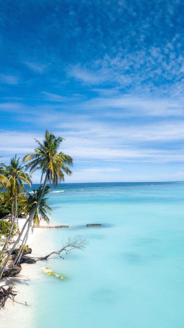Vista aerea di una spiaggia di sabbia bianca con palme che delimitano acque oceaniche calme e turchesi sotto un cielo azzurro con nuvole leggere.