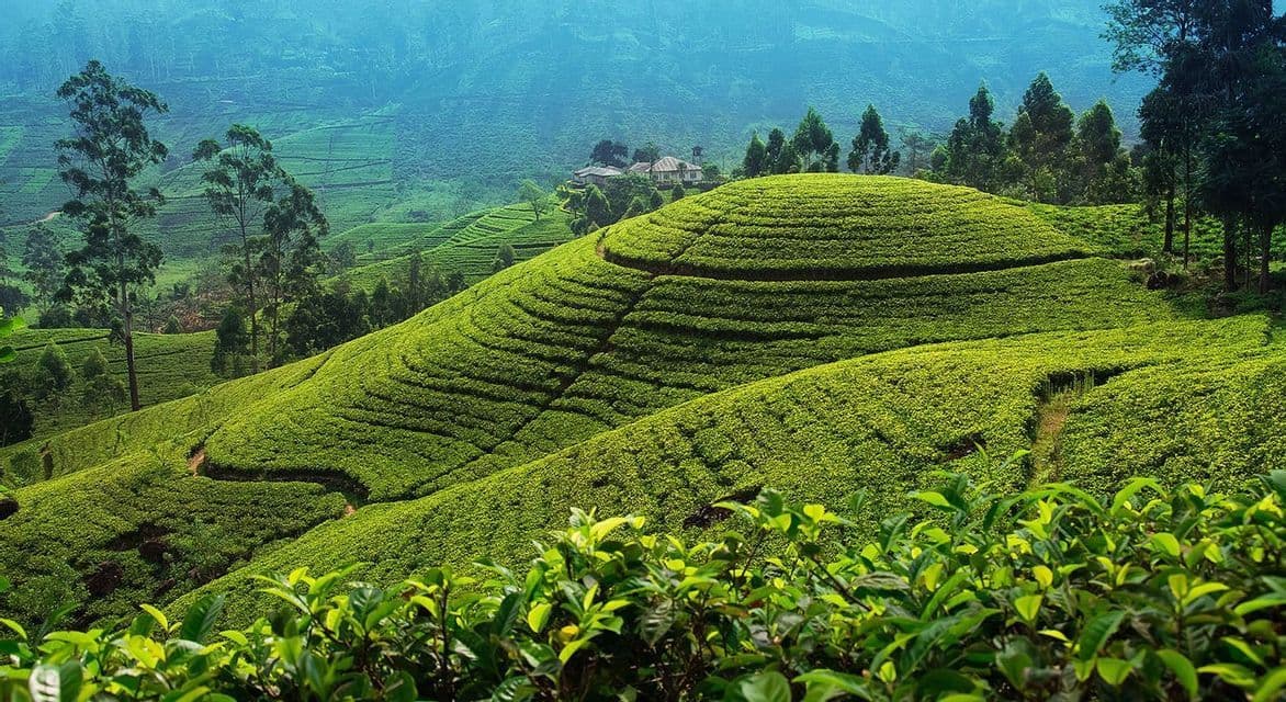 De luxuriantes plantations de thé vertes couvrent des collines en terrasses, avec un bâtiment visible sur une colline lointaine sous un ciel brumeux.