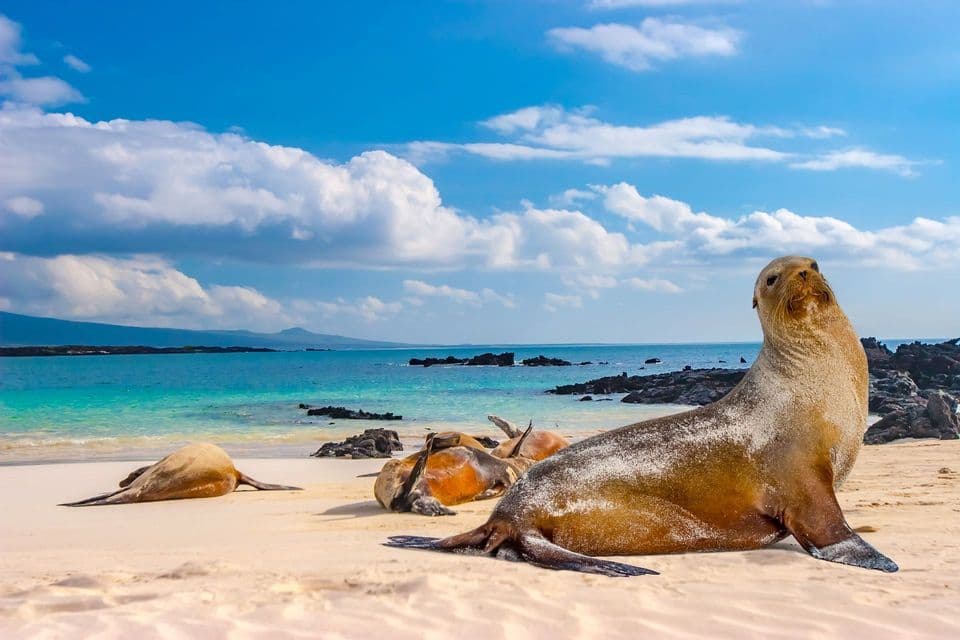 A group of sea lions rest on a white sand beach beside the turquoise ocean under a partly cloudy sky.