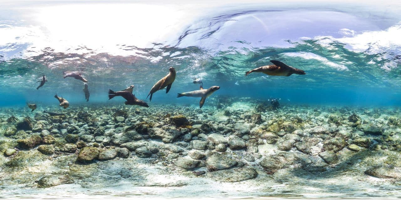An underwater panoramic view of several sea lions swimming in clear blue water above a rocky seabed, with a scuba diver in the distance.