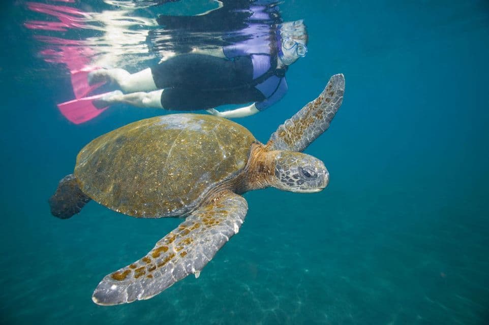 Una persona con equipo de snorkel nada cerca de una gran tortuga marina en aguas cristalinas, vista desde debajo del agua.