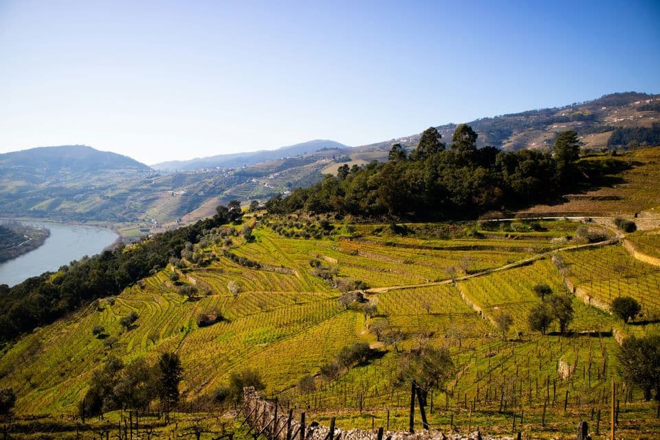 Terrassenförmige Weinberge bedecken sanfte grüne Hügel neben einem sich schlängelnden Fluss unter einem strahlend blauen Himmel.