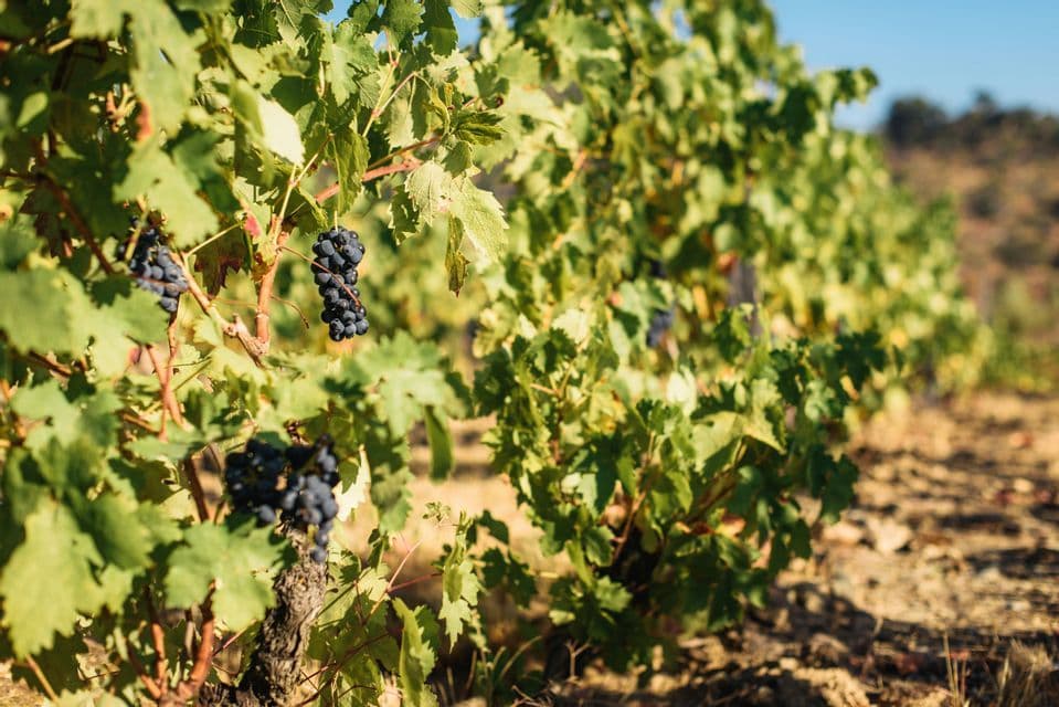 Grappoli di uva viola matura pendono da una vite frondosa in un filare di vigneto sotto un cielo azzurro limpido.