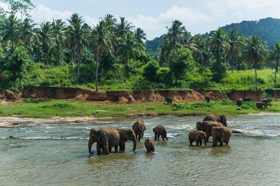 A herd of elephants, including several calves, bathe and drink in a wide river next to a bank with palm trees.