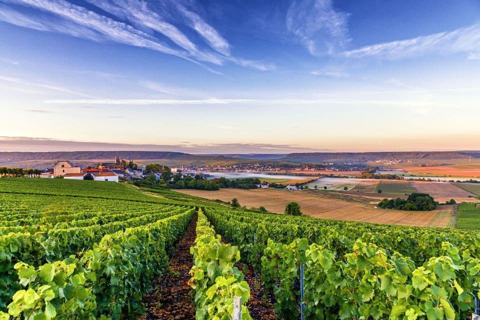 Reihen grüner Weinreben in einem Weinberg mit Blick auf eine kleine Stadt, die in einem Tal unter blauem Himmel liegt.