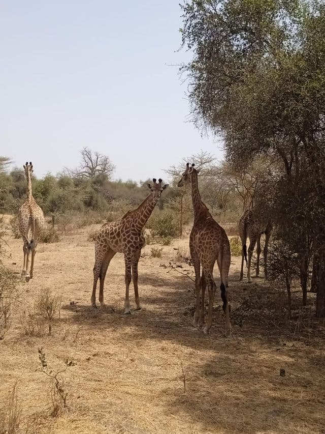 Un grupo de cuatro jirafas se encuentra en una sabana seca con árboles y arbustos dispersos bajo un cielo brumoso.