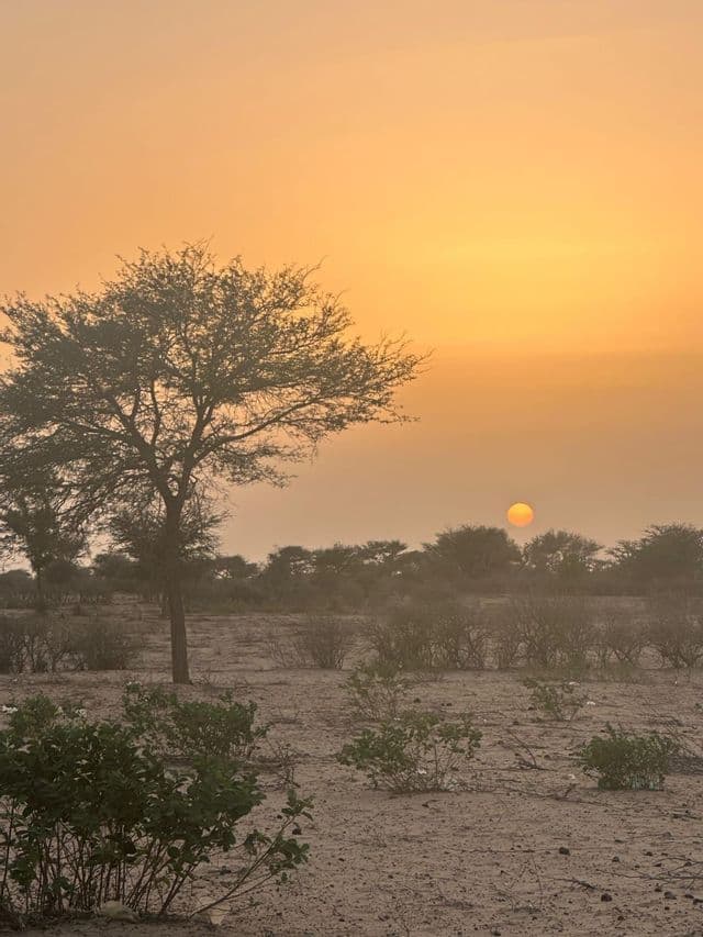 Un sol naranja brumoso se pone sobre un paisaje árido y polvoriento salpicado de árboles y arbustos dispersos.