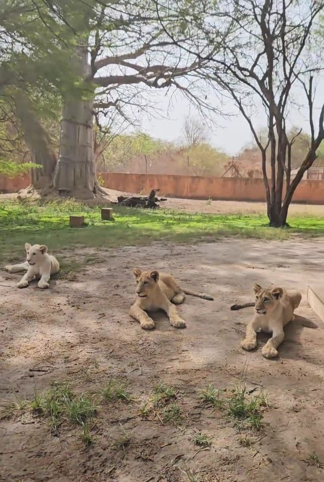 Tres cachorros de león, incluido uno blanco, yacen en el suelo de tierra de un gran recinto con árboles.