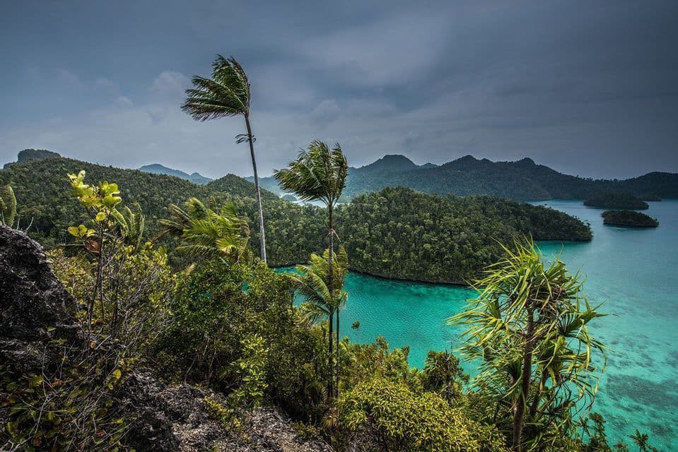 Des palmiers se balancent au vent sur un promontoire rocheux surplombant une baie turquoise, entourée d'îles luxuriantes et boisées, sous un ciel nuageux.