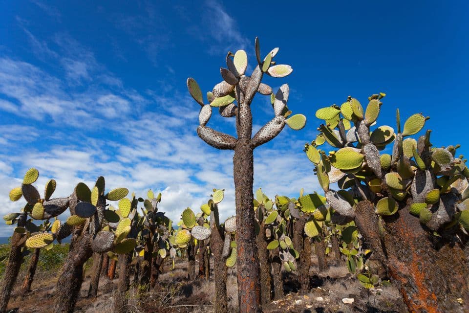 Un bosquecillo de nopales en forma de árbol se alza sobre tierra árida bajo un cielo azul parcialmente nublado.