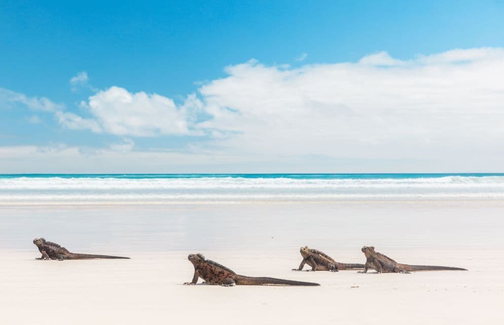 Vier Meerechsen liegen auf einem weißen Sandstrand, dahinter sanfte Meereswellen unter blauem Himmel.