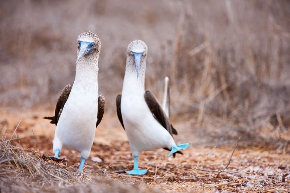 Two Blue-footed Boobies standing on dry ground, with one bird lifting its bright blue webbed foot.