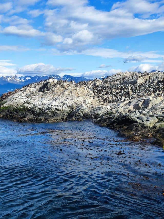 Una grande colonia di pinguini si raduna su un'isola rocciosa, con montagne innevate sullo sfondo sotto un cielo parzialmente nuvoloso.