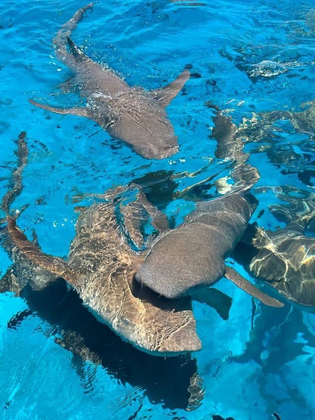 Una vista aerea di diversi squali nutrice che nuotano insieme in acque chiare e vivaci di colore turchese.