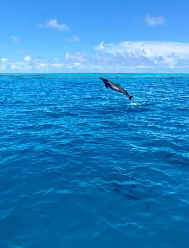 Ein Delfin springt aus dem tiefblauen Ozean unter einem teilweise bewölkten Himmel.
