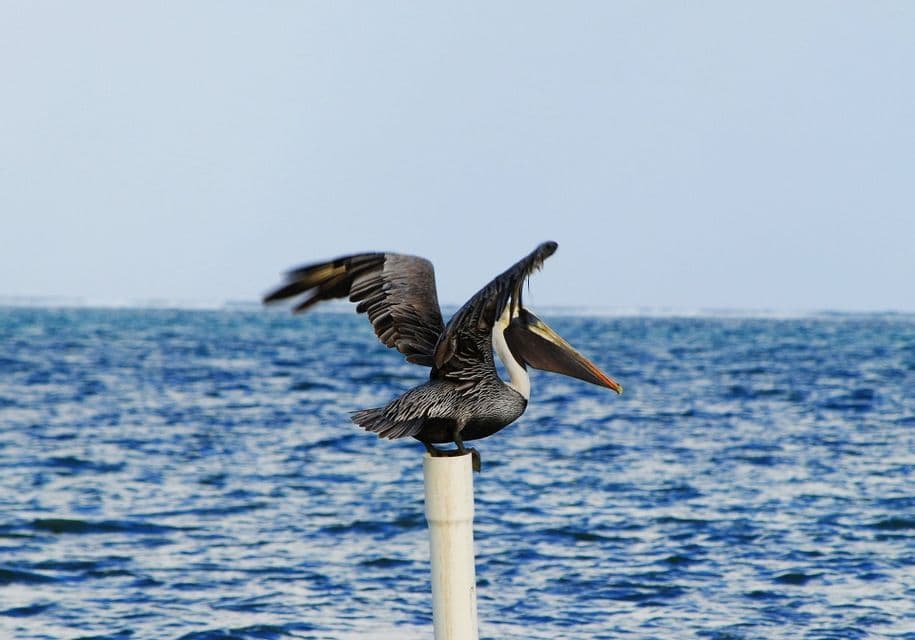 Un pellicano marrone con le ali spiegate si bilancia su un palo bianco sullo sfondo del mare blu e di un cielo pallido.