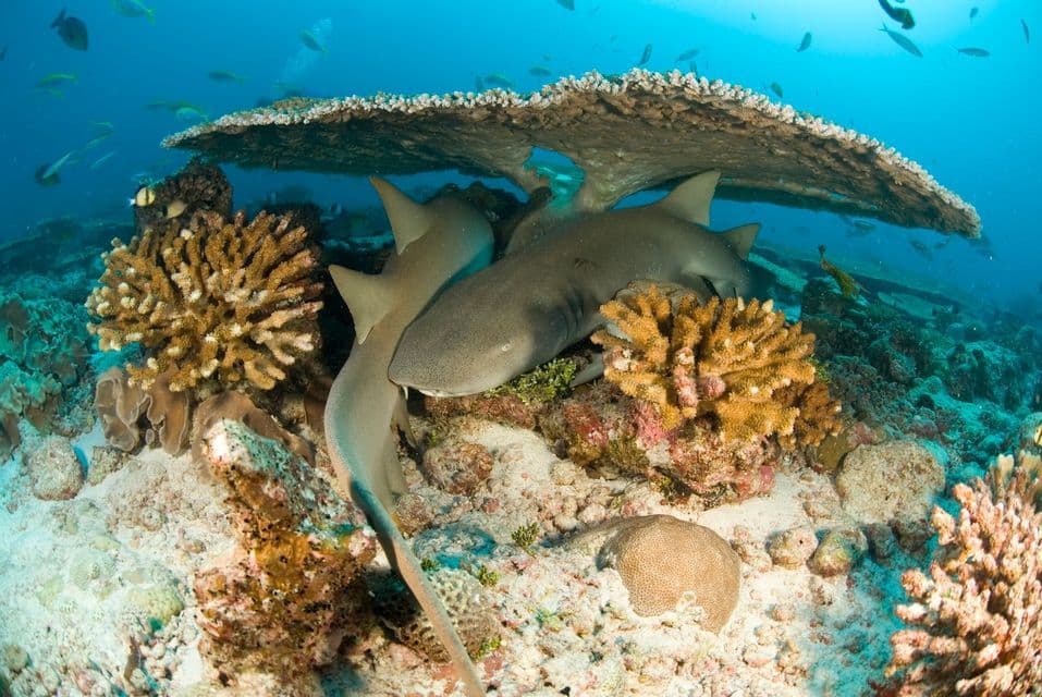 Tre squali nutrice riposano sul fondale sotto un grande corallo a tavola, circondati da coralli più piccoli e pesci in acque blu.
