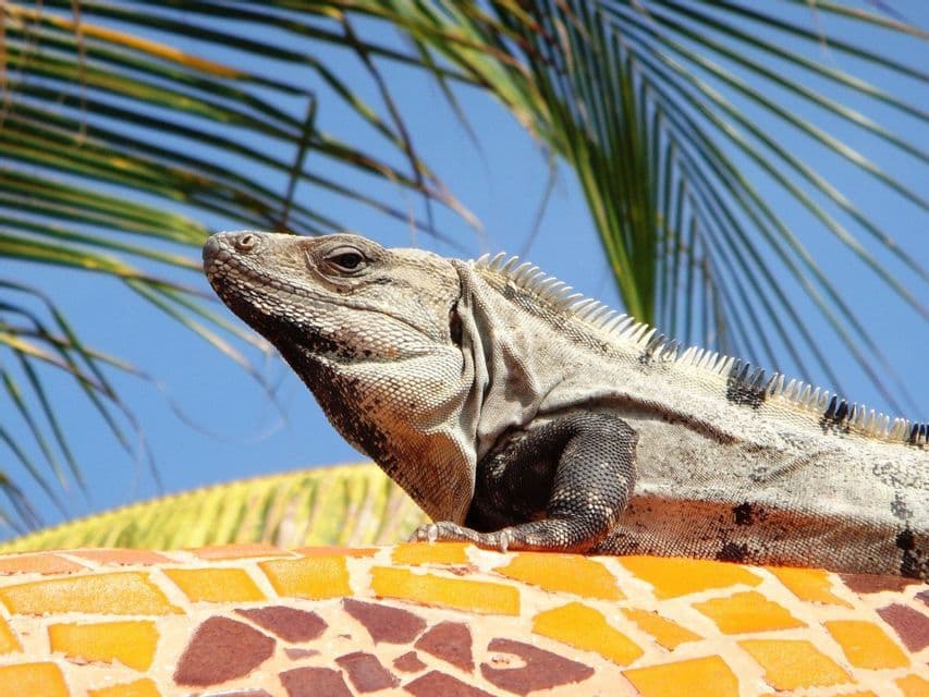 Primo piano di un'iguana grigia che prende il sole su un muro piastrellato a mosaico colorato, sotto foglie di palma verdi.