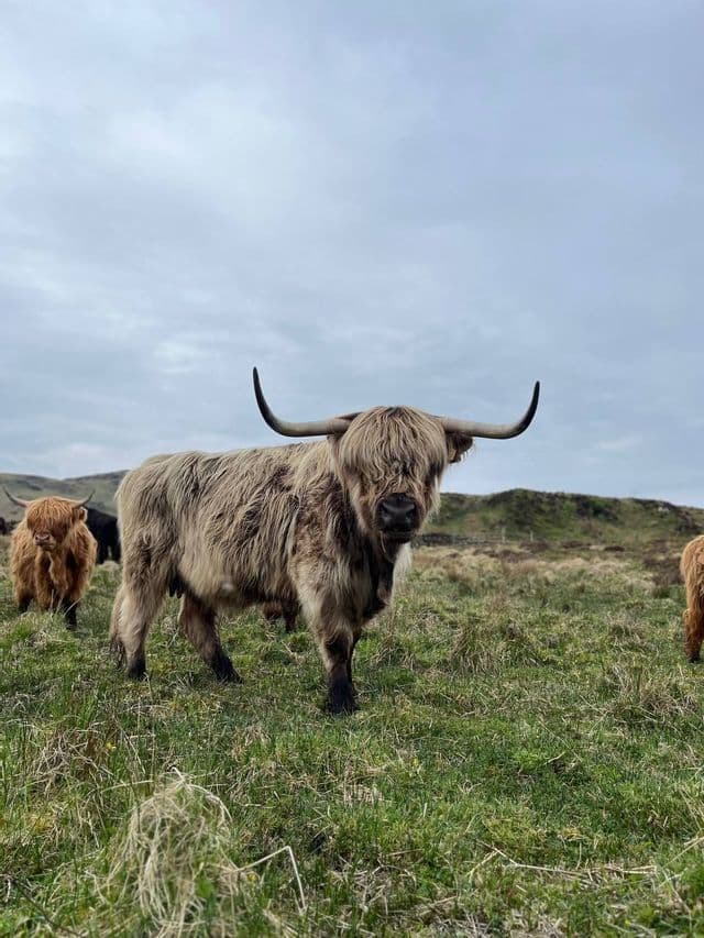 Une vache Highland à la robe hirsute et brun clair, munie de grandes cornes, se tient dans un champ verdoyant, regardant l'appareil photo, avec d'autres vaches en arrière-plan.