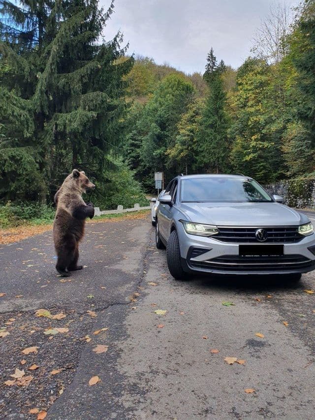 Ein Braunbär steht auf seinen Hinterbeinen auf einer Asphaltstraße neben einem silbernen SUV, mit dichtem Wald im Hintergrund.