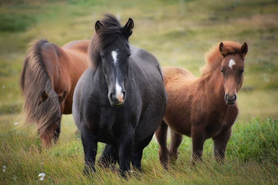 Un cavallo nero e un puledro marrone guardano la fotocamera mentre sono in un campo erboso, con un altro cavallo che pascola sullo sfondo.