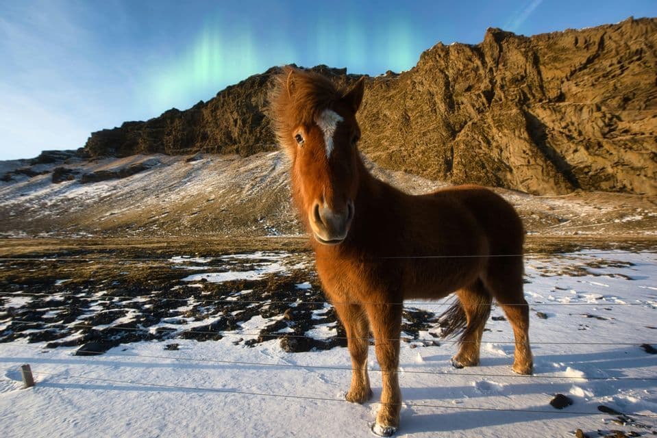 Un cavallo marrone si erge in un paesaggio innevato con una montagna rocciosa dietro e l'Aurora Boreale nel cielo.