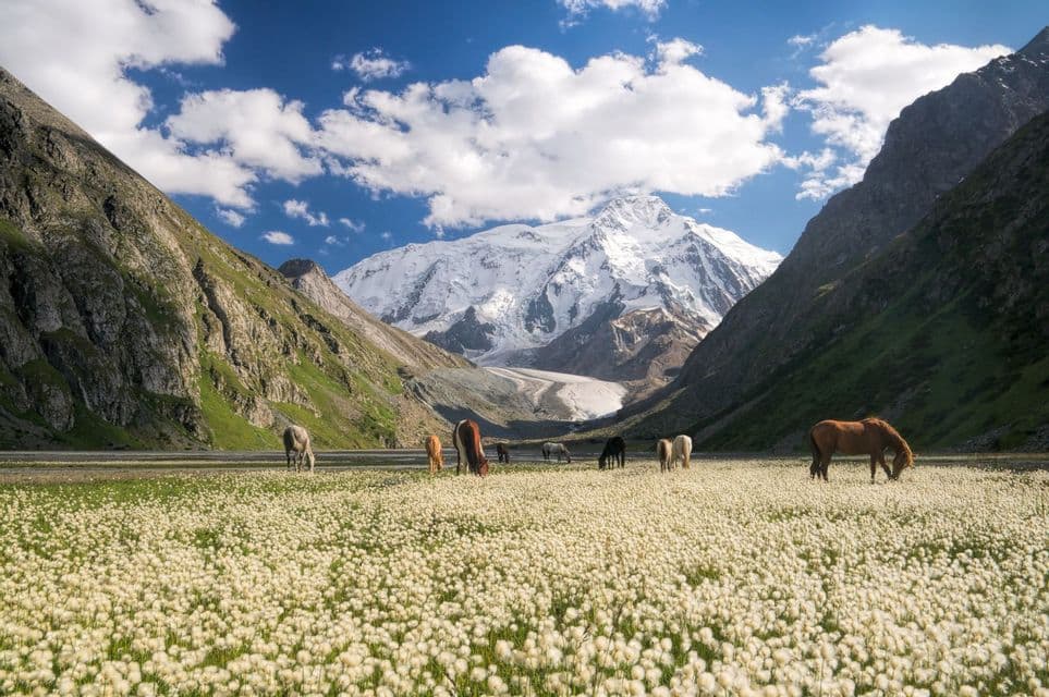 Horses graze in a field of white flowers in a mountain valley with a glacier-covered peak in the background.