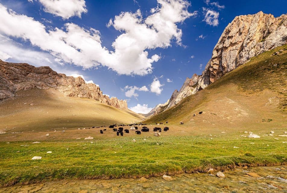 A herd of yaks grazes in a wide, green valley surrounded by rocky mountains, with a clear stream in the foreground.