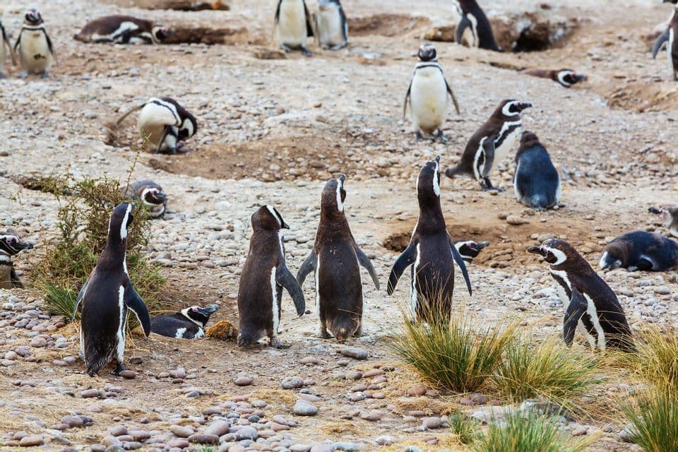Una vasta colonia di pinguini di Magellano in piedi e sdraiati su una costa rocciosa e sabbiosa con piccole macchie d'erba.