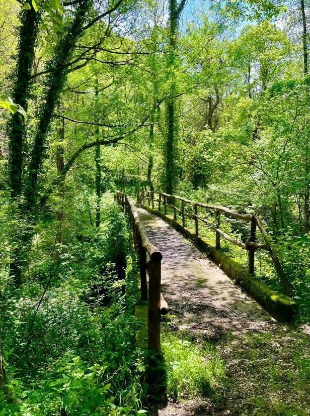 Eine Steinbrücke mit Holzgeländer schlängelt sich durch einen üppigen, sonnendurchfluteten Wald voller lebhaft grüner Vegetation.