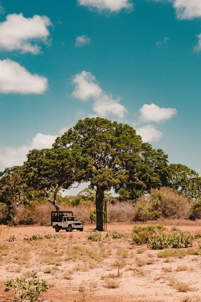 Un jeep de safari blanco está estacionado bajo un gran árbol en un paisaje de sabana seca contra un cielo azul con nubes.