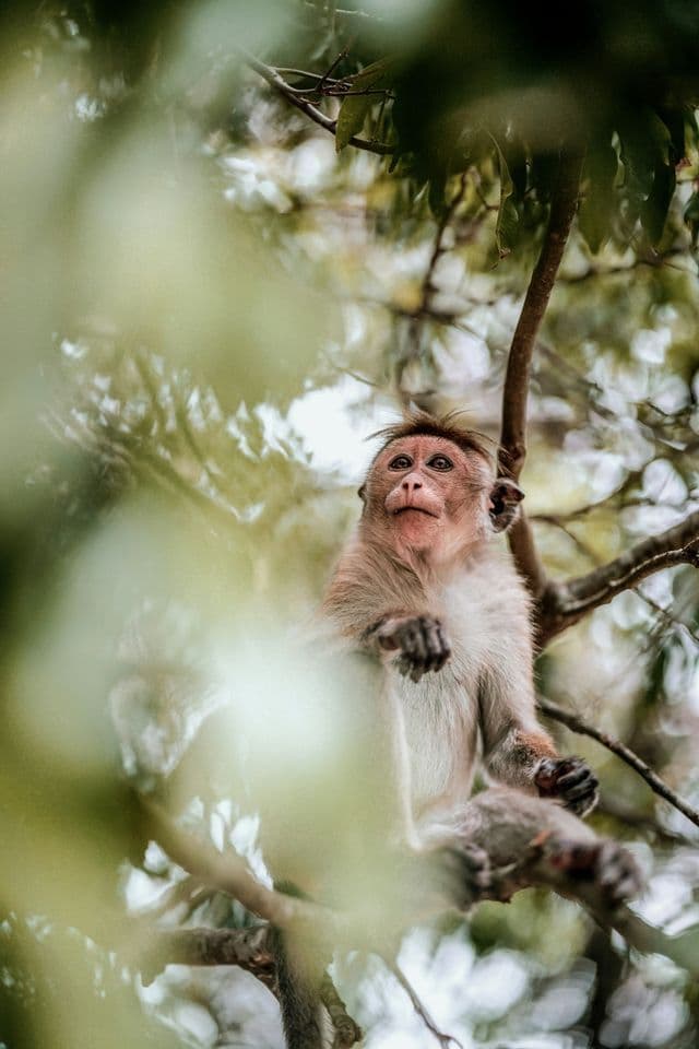 Un pequeño mono está sentado en la rama de un árbol, mirando hacia arriba, a través de hojas verdes borrosas.