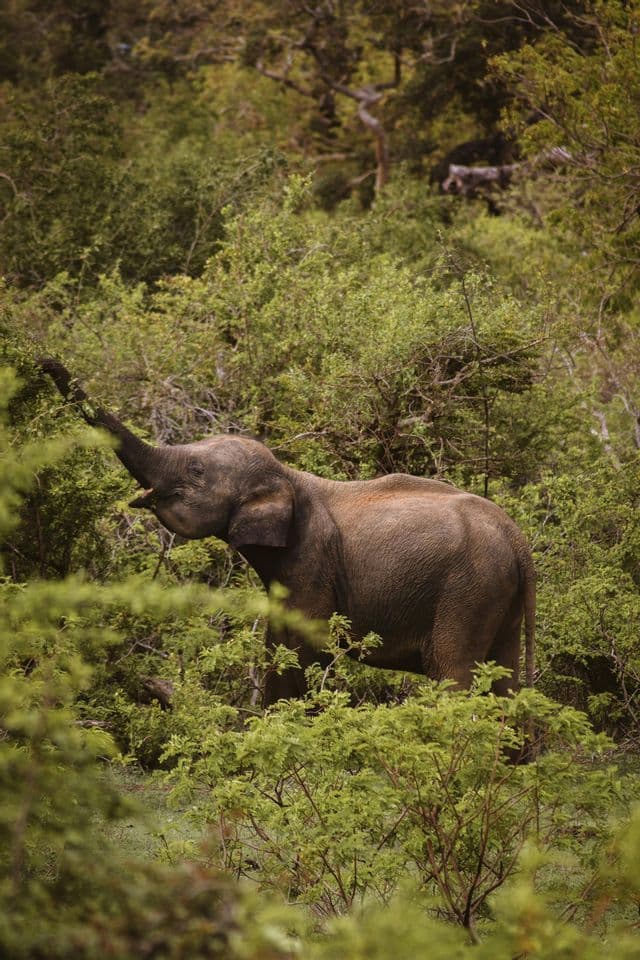 Un elefante joven se encuentra en un bosque denso y verde, alcanzando con su trompa para comer hojas de un árbol.