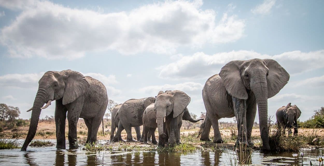 A herd of elephants stands and drinks at a watering hole in the savanna under a cloudy sky.