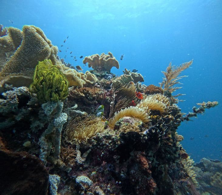 Una vista submarina de un colorido arrecife de coral repleto de peces, anémonas y una estrella de plumas amarilla.