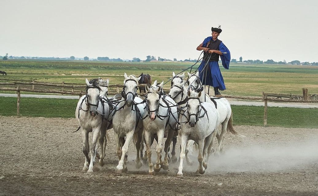 Ein Reiter in traditioneller blauer Kleidung steht auf zwei weißen Pferden und lenkt ein größeres Pferdegespann in einem staubigen Gehege.