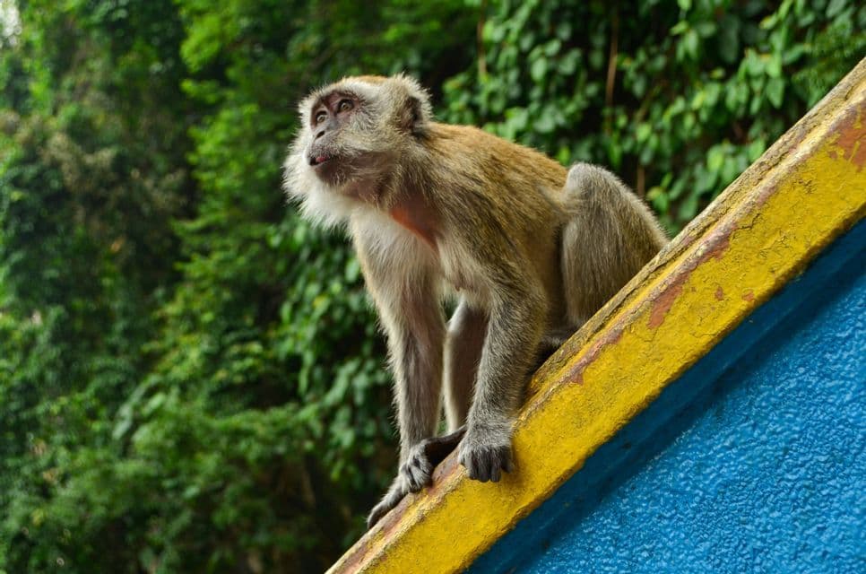 Un macaco si appollaia su una struttura gialla e blu, guardando in alto su uno sfondo di fogliame verde.