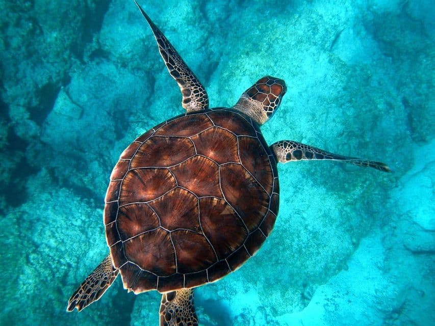 Una vista aérea de una gran tortuga marina nadando en aguas claras y turquesas sobre un lecho marino rocoso.