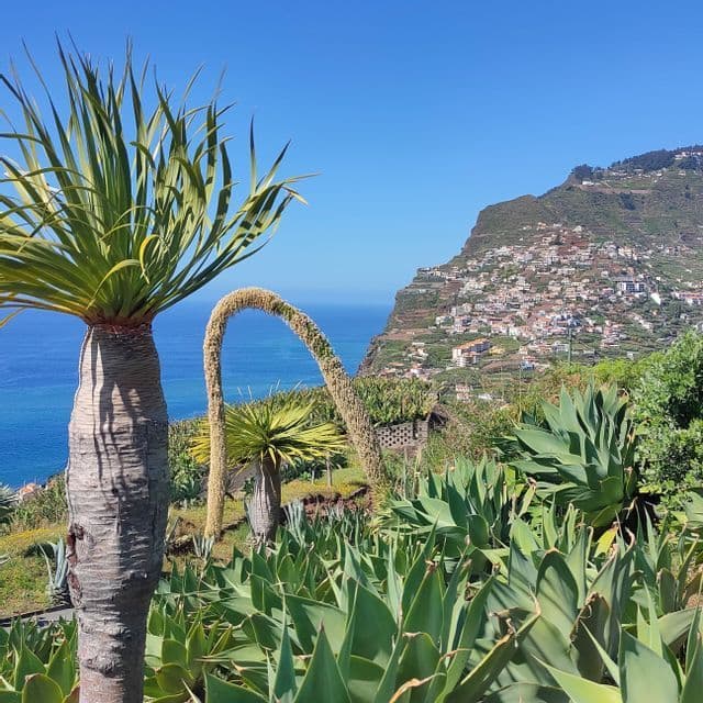 A dragon tree and agave plants on a cliffside overlooking a coastal village and the blue ocean under a clear sky.