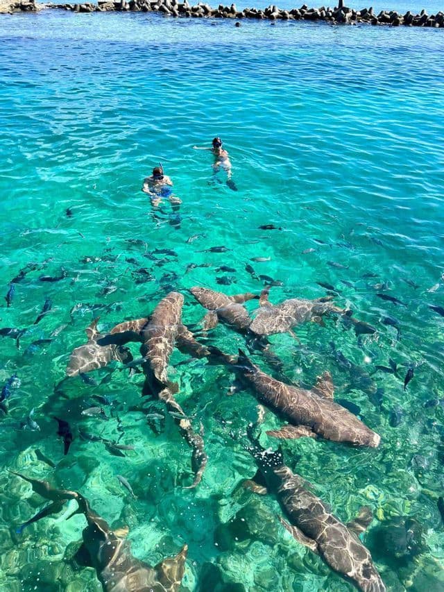 Un viaggio di gruppo WeRoad, snorkeling con squali nutrice e banchi di pesce in acque cristalline e turchesi, ripreso dall'alto.