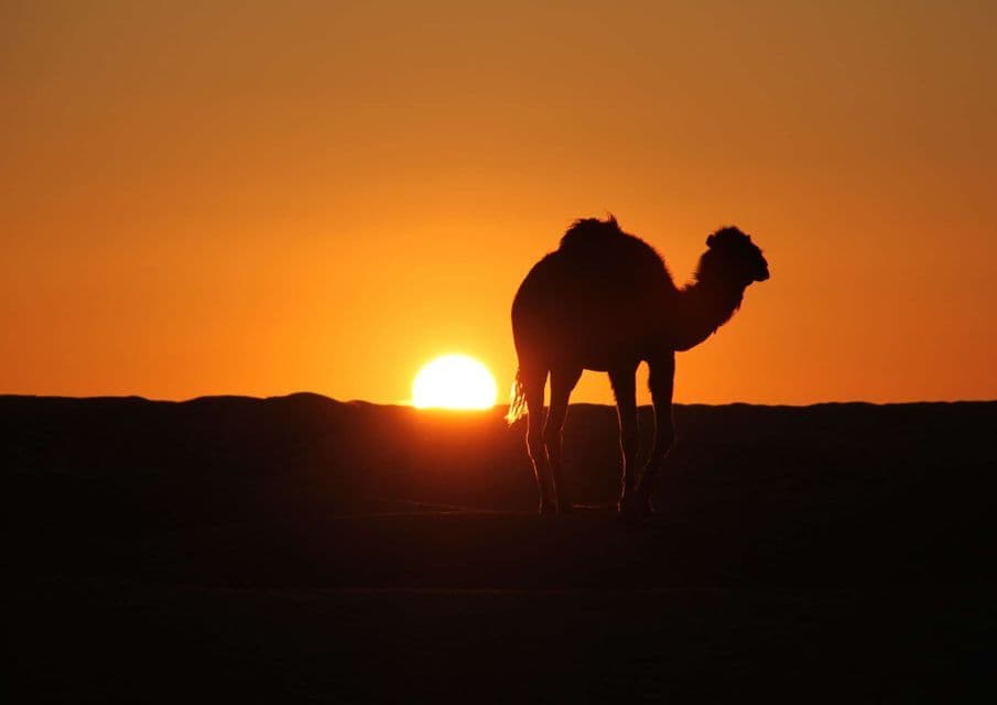 Un camello se recorta contra un cielo naranja mientras el sol se pone detrás de las dunas del desierto.