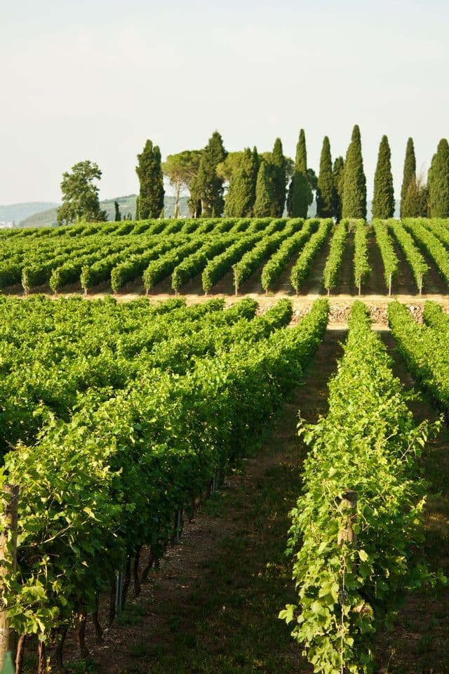 Filari di rigogliosi vigneti verdi ricoprono una collina, con una fila di alti cipressi stagliati contro un cielo pallido.